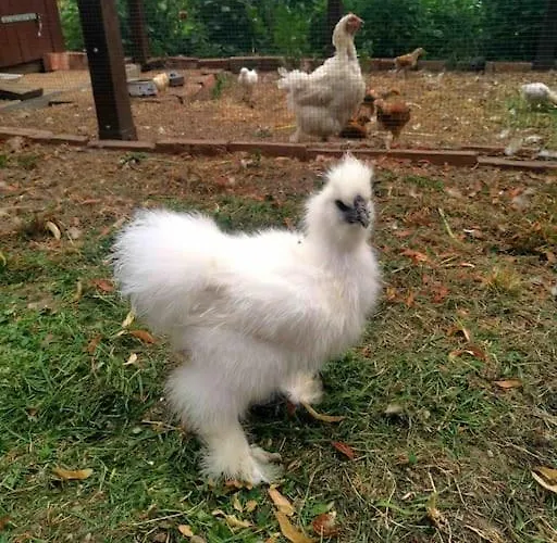 Hébergement de vacances Shropshire House