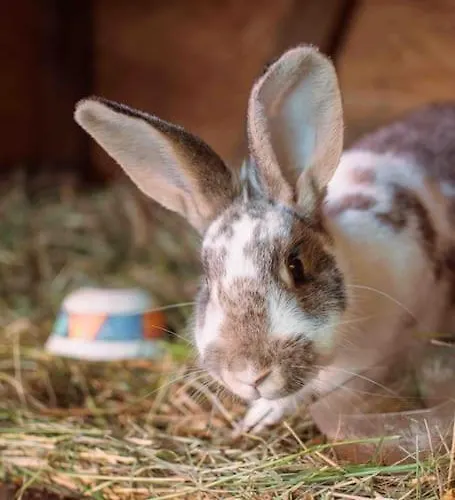 Shropshire House Gross Leppin